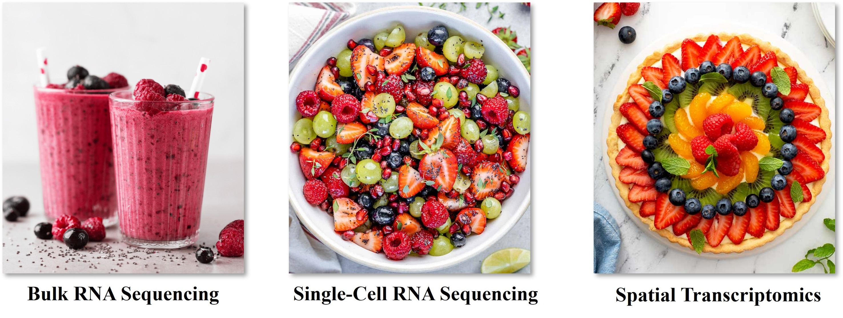 Bulk RNA Sequencing | Single ell RNA Sequencing | Spatial Transcriptomics